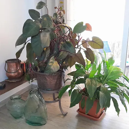 아파트 Dolce Lovely